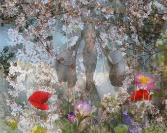 Cherry Blossom Parade