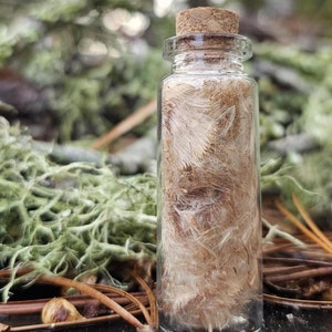 Dried Cattail Fluff in Glass Vial, Dried Flowers, Dried Botanicals, Natural History, Curiosity, Apothecary, Altar Decor, Unique Gift Idea