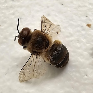 May include: A close-up of a brown bee with clear wings, lying on a white surface.