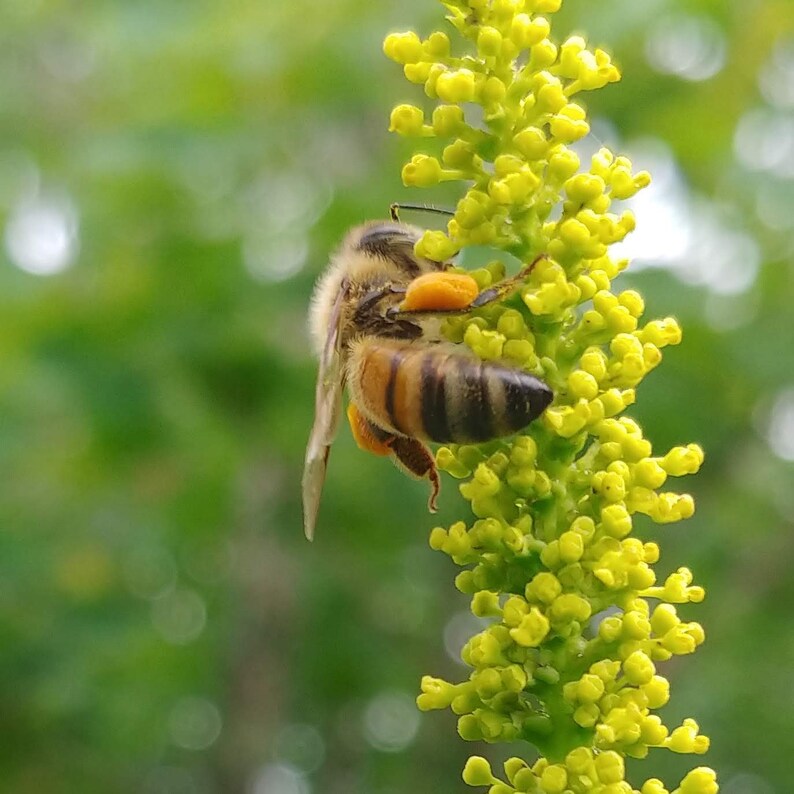 Bee Pollen 8 oz / 4 oz/ 2 oz Fresh Mississippi Pollen Really Raw Honeybee Pollen Wildflower Pollen _ Superfood Bee Bread image 9
