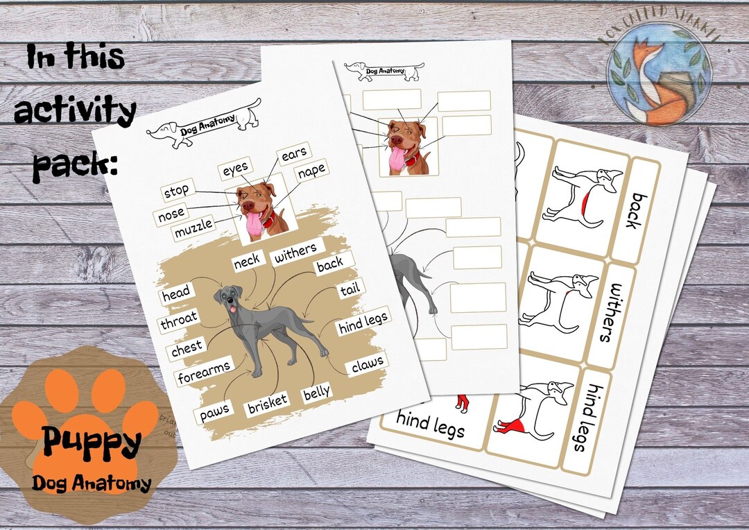 Puppy Dog Canine Activity Printable Anatomy Homeschool - Etsy