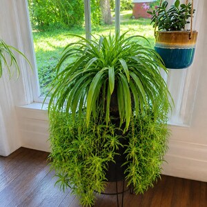 May include: A large spider plant with long, arching green leaves and numerous trailing plantlets, housed in a black tiered planter. To the right, a jade plant sits in a hanging ceramic pot with a brown top and a deep blue bottom.