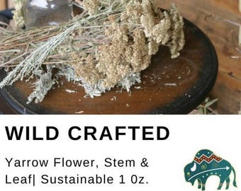 Yarrow leaf, stem and flower