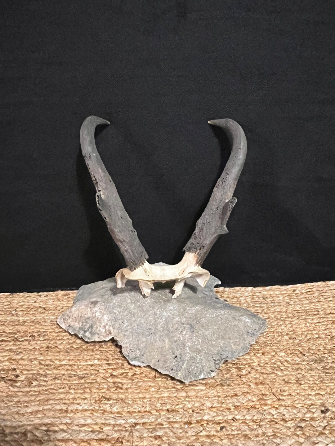 Real Pronghorn Antelope Horns on Skull Cap Etsy