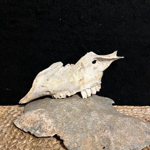 Partial Cow Skull With 2 Molars