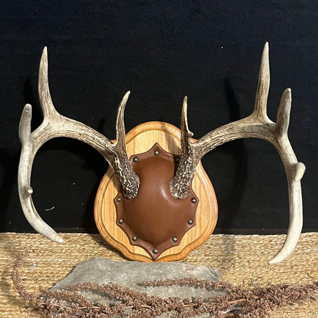 12 Point Deer Rack 12 Point 138 Inch Whitetail Deer Antler Mount - Etsy