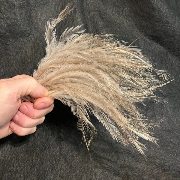 Emu Feathers All Natural 8 to 10 inches