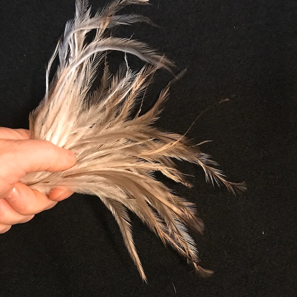 Emu Feathers-8 to 9 Inches Long- 24 Pack