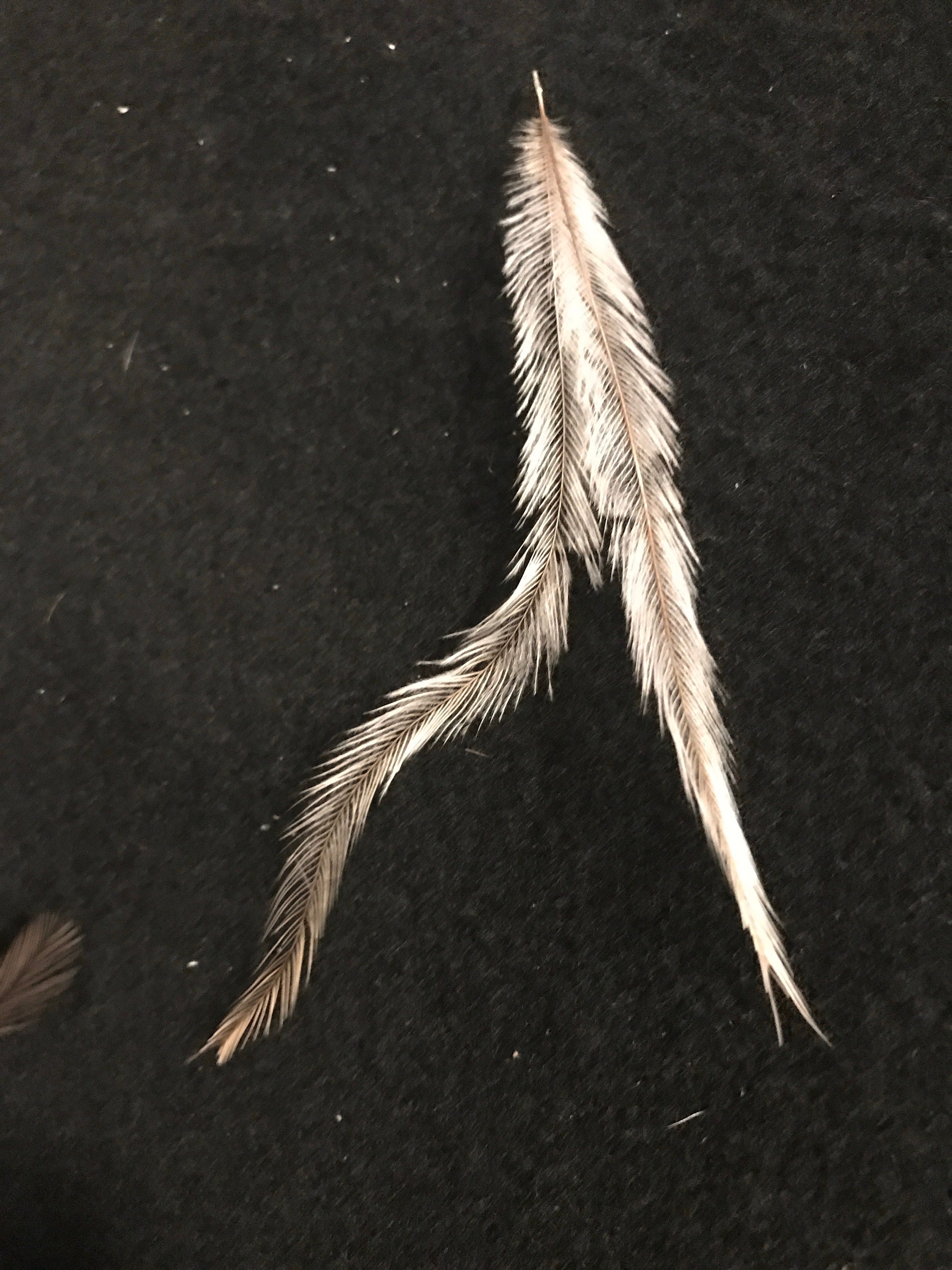 Fly Tying with Emu Feathers