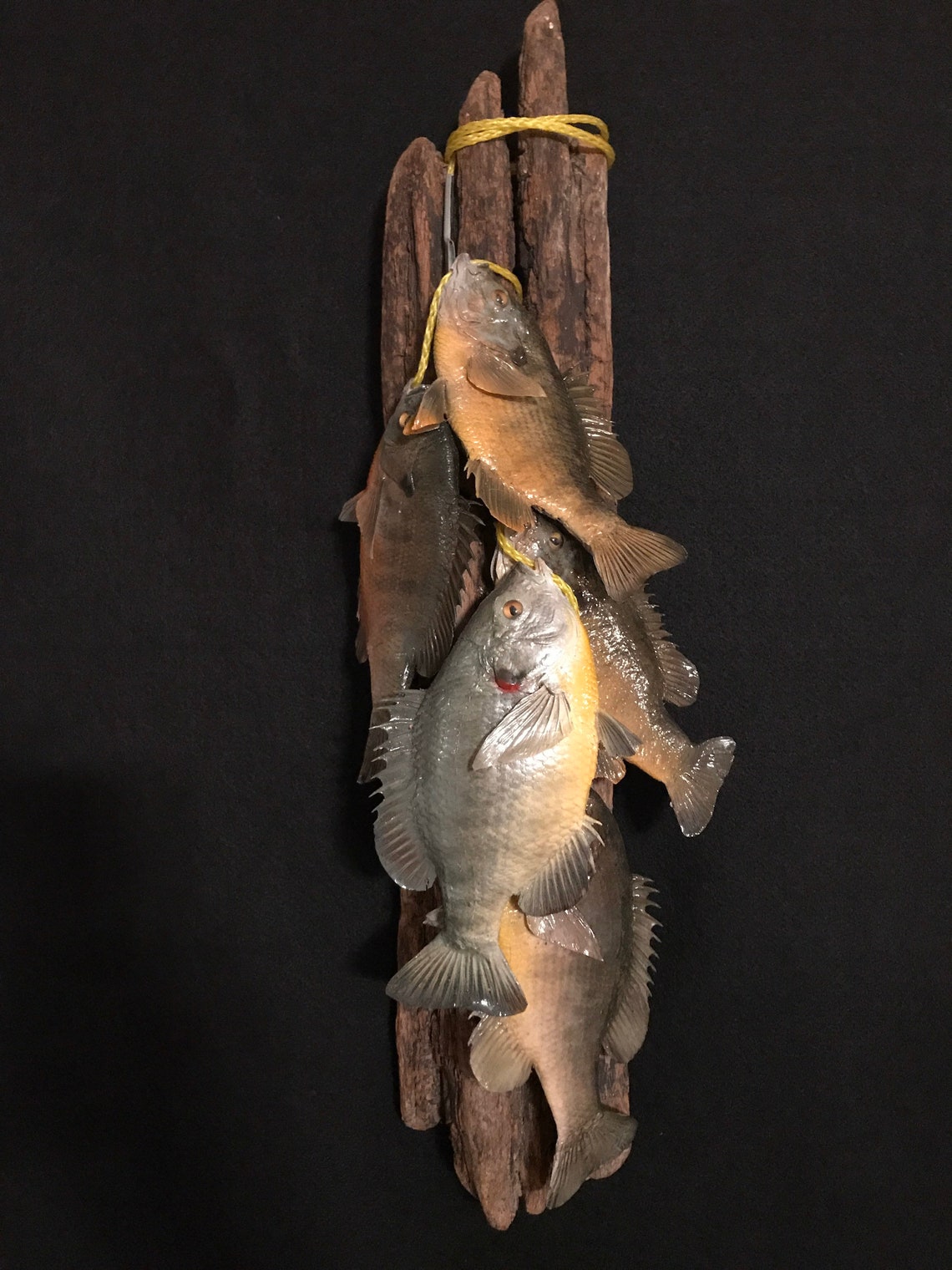 Sunfish/panfish/bluegill/bream Taxidermy Fish Mount Etsy