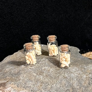 May include: Four small glass jars with cork lids filled with white bone-like objects. The jars are sitting on a gray rock.