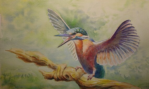 Martin Pêcheur Oiseau Pêche Aquarelle A3 Artiste Aquarelle Papier Winsor Newton
