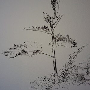 Charm of Spring Stinging nettles
