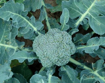 BROCCOLI Seeds (Brassica sp.)