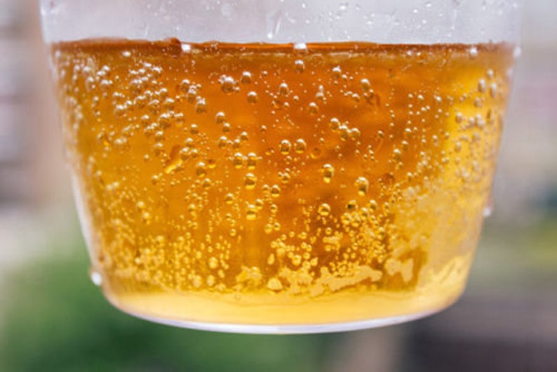 2/3 Cup Sale 76g of Pure Ginger Beer Plants.Free Worldwide