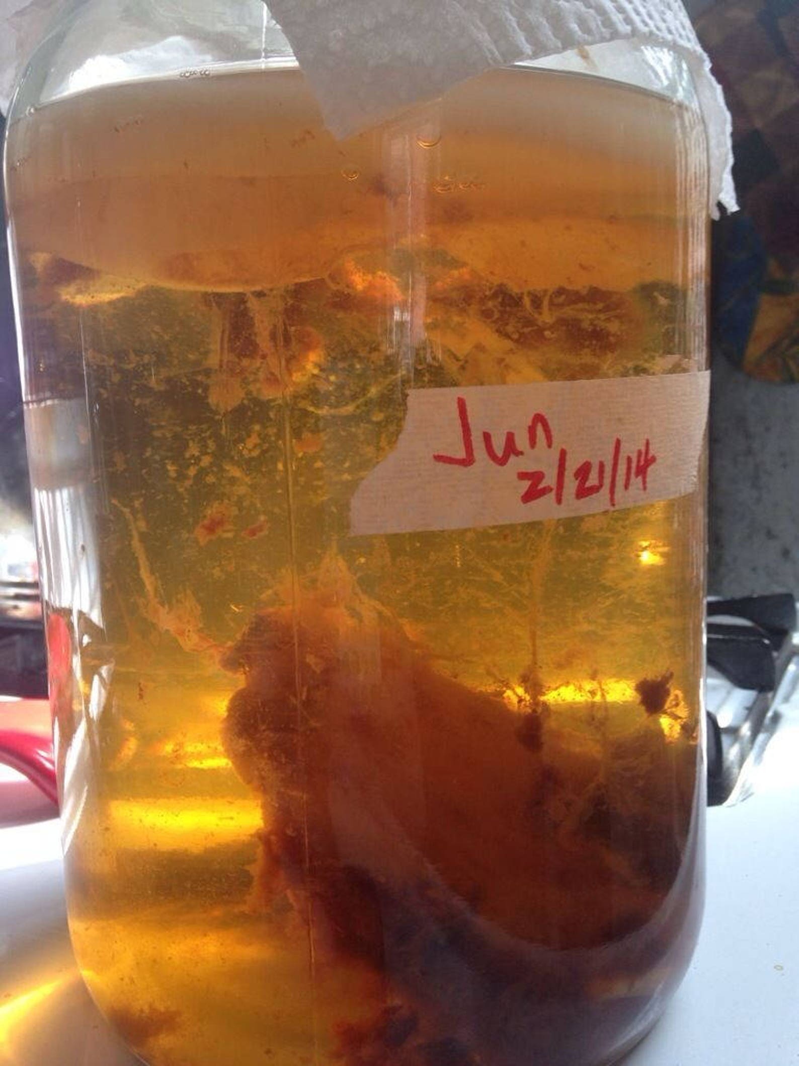 Organic Kombucha Scoby Free Shipping Worldwide Etsy Ireland