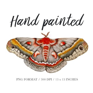 Watercolor moth butterfly Individual PNG file Hand Painted illustration clipart