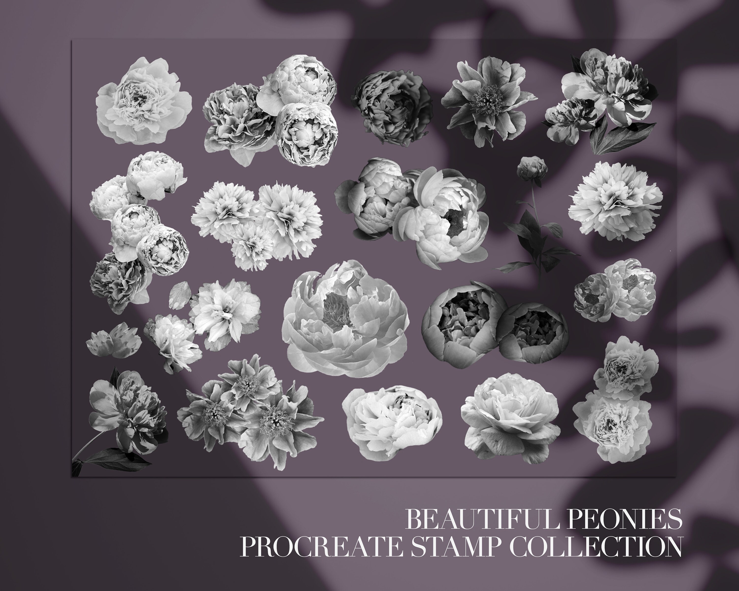 Peony Peonies Flowers Brushes Procreate - Stamps Digital for iPad - Etsy
