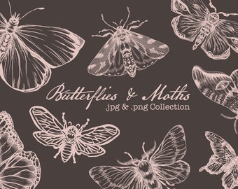 Butterfly Butterflies Moth Hand-Drawn illustration in jpg and png format file
