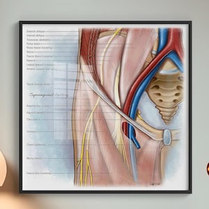 Suprainguinale anatomie kunst aan de muur, fascia femurregio, spieren en zenuwen medische illustratie, poster menselijke anatomie, Doctor Office Art Decor