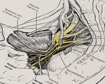 Medical Art Female Pelvis Drawing Wall Art Medical Illustration Print Wall Art Gynecology Office Wall Art Medical Office Decor Gift Doctor