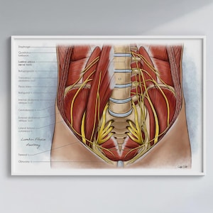 Lumbale plexus anatomie kunst aan de muur, buikspieren, zenuwen en lumbale wervelkolom medische illustratie afdrukken, poster menselijke anatomie, Doctor Office Art