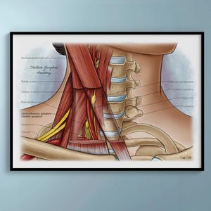 Ganglion stellaat anatomie kunst aan de muur, cervicale wervelkolom, spieren en zenuwen medische illustratie, zenuwstelsel afdrukken, decor dokterspraktijk anatomie