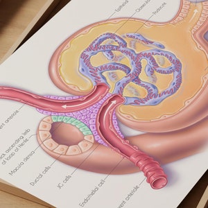 Medical Illustration Renal Corpuscle of the Kidney Wall Art Medical Art Print Gift for Doctor Medal Wall Art for Kidney Doctor&#39;s Office Art