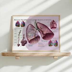 Arte de parede de anatomia das vias aéreas dos pulmões, presente para médico, ilustração anatômica, arte de parede para consultório médico, ilustração médica, impressão de arte de parede de pulmões