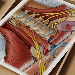 Anatomie nek kunst aan de muur, poster cervicale wervelkolom, nekspieren en zenuwen medische illustratie, menselijke anatomie kantoor decor, dokter cadeau