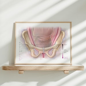 OBGYN Medizinische Kunst Wandkunst für Hebamme, Doula, Krankenschwester oder Arztpraxis Fetal Station Illustration für Geburtshaus Baby Schwangerschaft Wandkunst