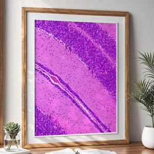 May include: A framed print of a microscopic image of brain tissue, showcasing a vibrant display of purple and pink hues. The image is set in a wooden frame, creating a striking contrast against the light-colored wall. The print is displayed on a wooden desk.