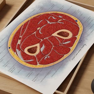 Pols dwarsdoorsnede anatomie poster, ellepijp, straalbeenderen, spieren en bloedvaten medische illustratie afdrukken, dokterspraktijk decor, arm anatomie kunst