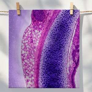 May include: A print of a microscopic tissue sample, showcasing a cross-section of cells. The image features a gradient of colors, including shades of purple, pink, and white. The cellular structures are detailed, with a focus on the intricate patterns and textures.