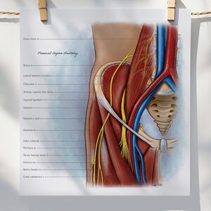 Femorale anatomie kunst aan de muur, spieren, zenuwen, bloedvaten illustratie, poster menselijke anatomie, med student cadeau, dokterspraktijk decor, fitness kunst