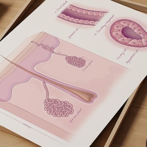 Skin Anatomy Print, Dermatology Medical Illustration, Human Skin Diagram, Glands of the Skin Poster, Dermatology Medical Education Print