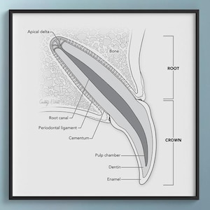 Decorazione murale veterinaria, illustrazione di animali per veterinari, stampa educativa di anatomia veterinaria, opera d'arte di cani, decorazione per clinica veterinaria