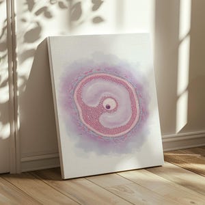Arte médica obstétrica, folículo secundário, arte de parede, ilustração médica, tela, decoração médica, presente de médico, presente de obstetrícia e ginecologia