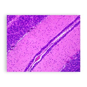 Cerebellum Purkinje Cell Note Card Set Gift, Brain Histology Flat Cards Brain Cells Medical Illustration, Neuroscience Stationery Gift image 4