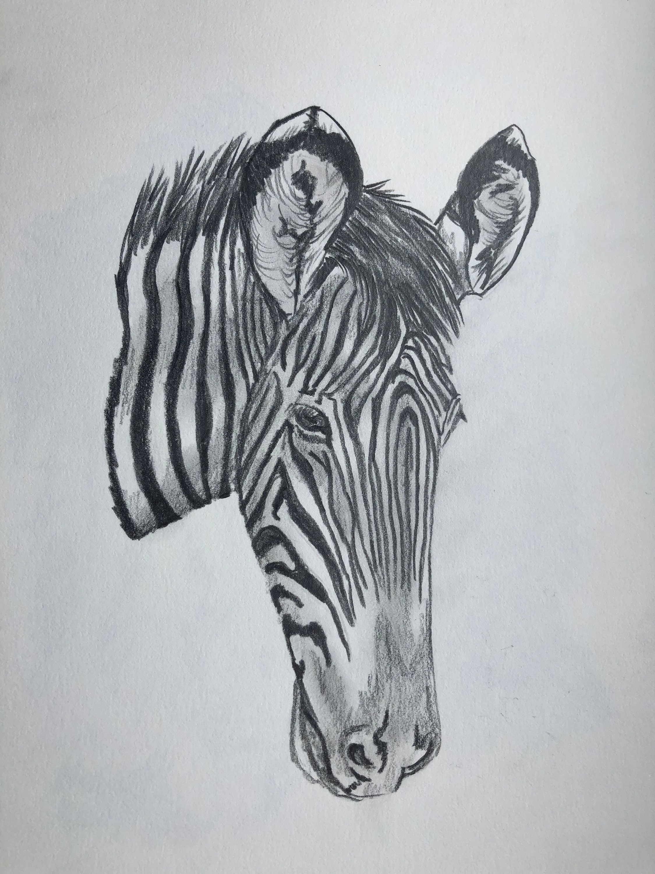 Zebra Graphite Original Sketch. - Etsy