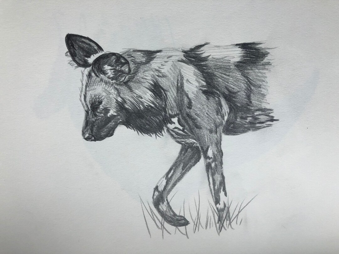 African Wild Dog Original Graphite Sketch - Etsy