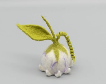 Filzblüte Glockenblume