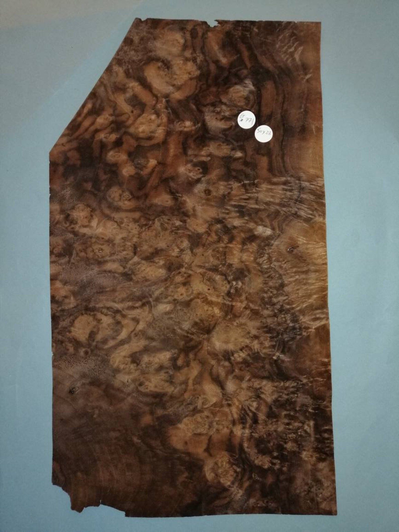 Large sheet of American burr walnut veneer et 771 50x28cm Etsy