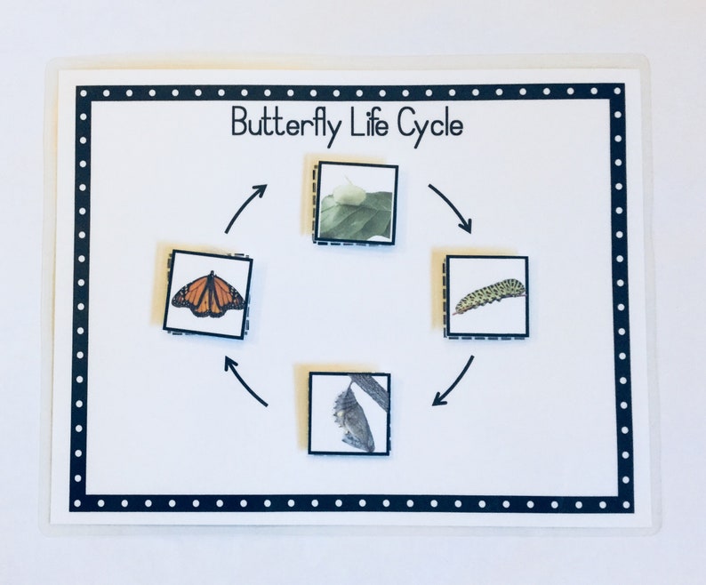 Butterfly Life Cycle Game Learning GameEducational Etsy