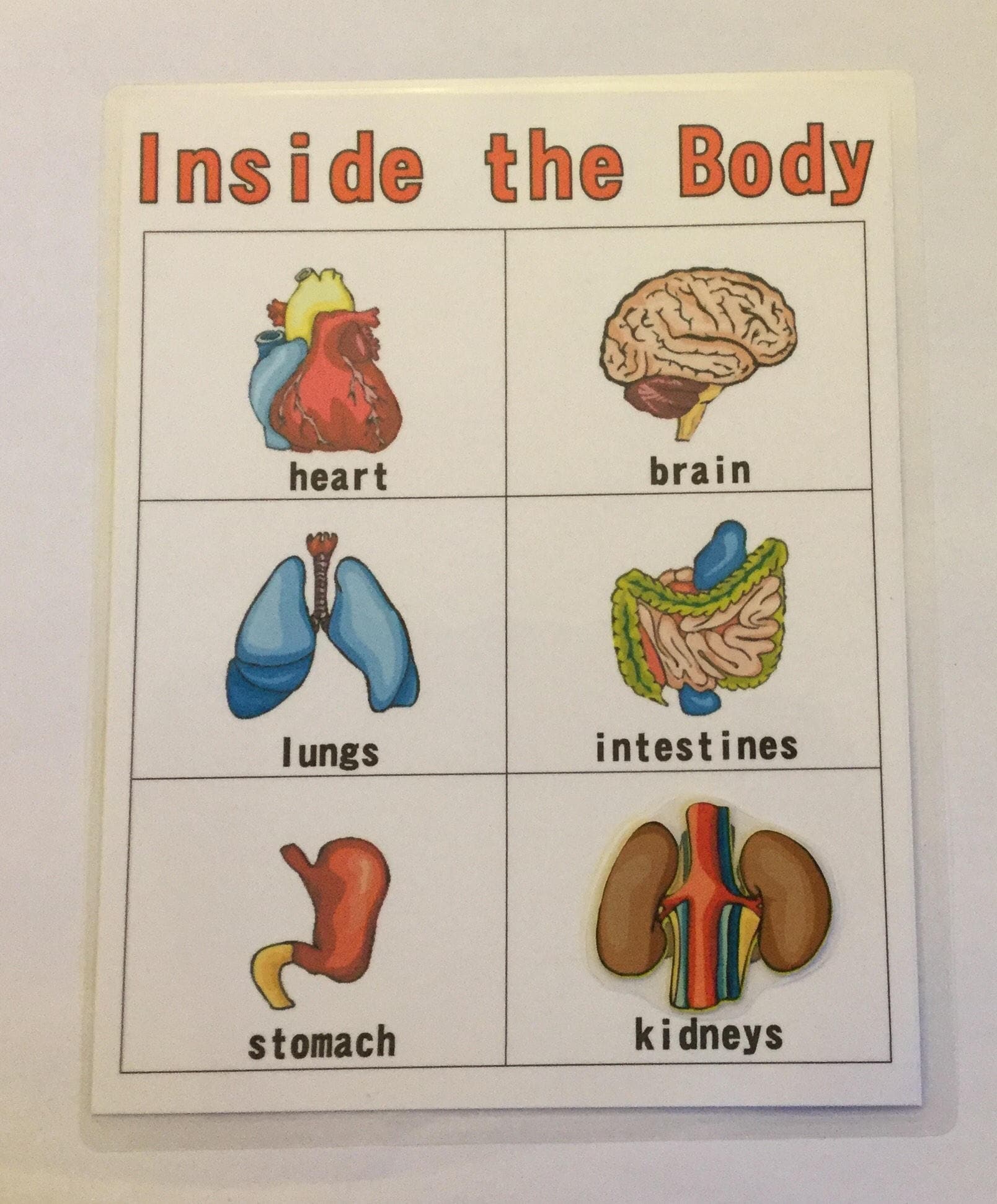 body parts kids science preschool kindergarten game kids games etsy