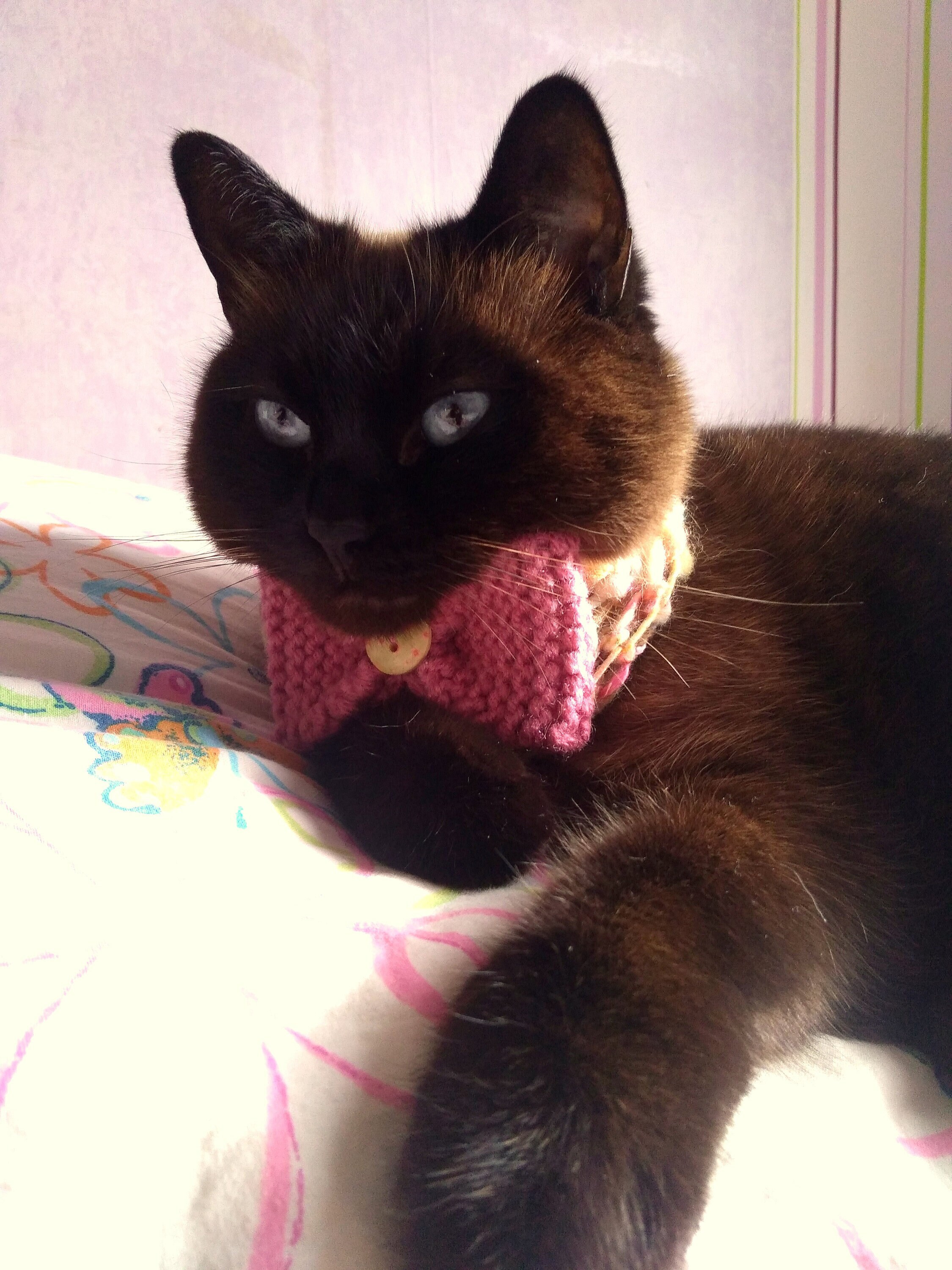 Cache-Col en Laine Pour Chat et Petit Chien Collection Mère-Chat