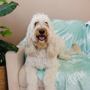 May include: A cream-colored Goldendoodle dog with a happy expression, lying on a light blue blanket with the name "Tillie" printed on it. The dog is on a beige couch, with a potted plant in the background.