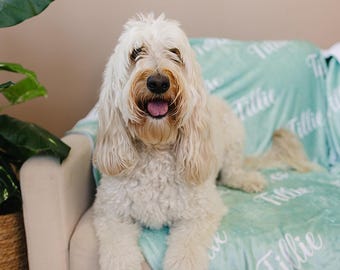 May include: A cream-colored Goldendoodle dog with a happy expression, lying on a light blue blanket with the name "Tillie" printed on it. The dog is on a beige couch, with a potted plant in the background.