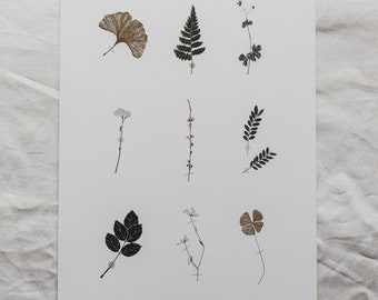 Print Flowers, A4, Pressed Flower illustrations