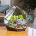 Onyx Glass Terrarium for plants